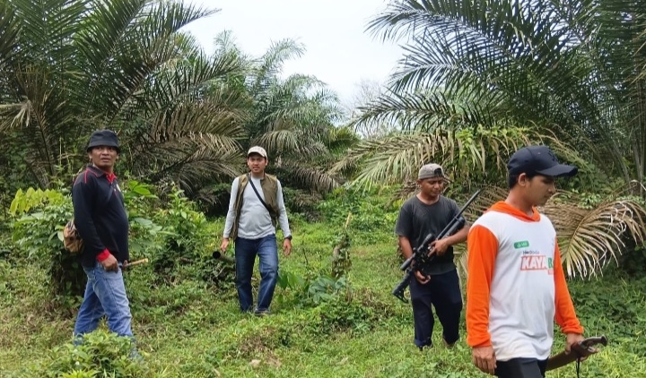 Petani Sawit Khawatir Diserang Beruang, Tim BKSDA Turun ke Perkubunan Warga Sialang Gaung